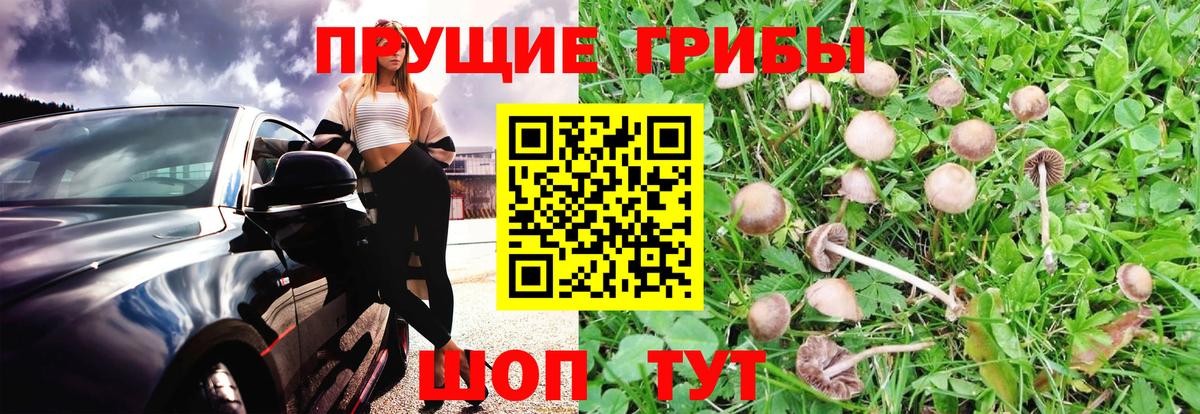 Златоуст  Галлюциногенные грибы Cubensis  Вход с VPN 